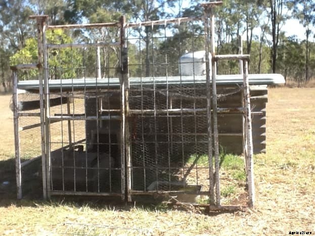 Raising Chickens (the Pet That Pays for Itself)