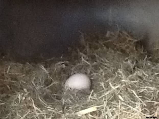 Raising Chickens (the Pet That Pays for Itself)