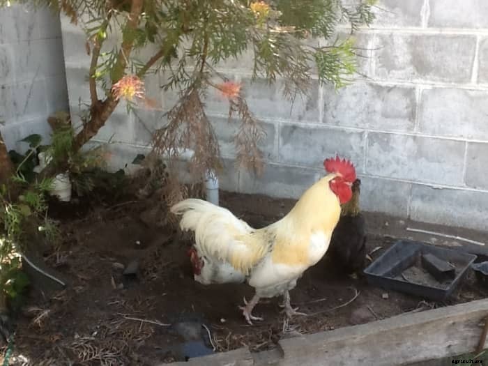 Raising Chickens (the Pet That Pays for Itself)