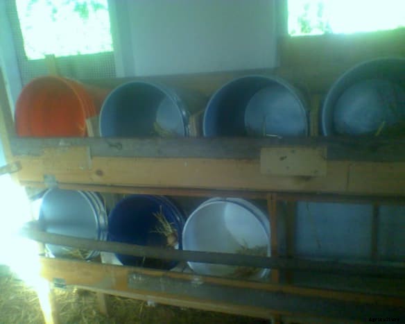 Raising Chickens in a 21st Century Eco-Village