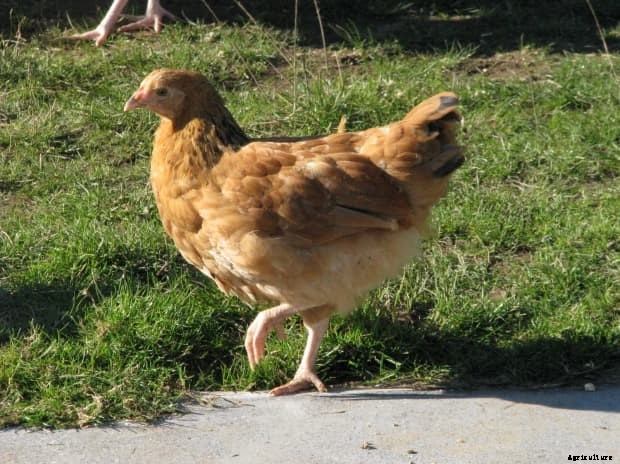 Chicken Addiction and the Urban Chicken Owner