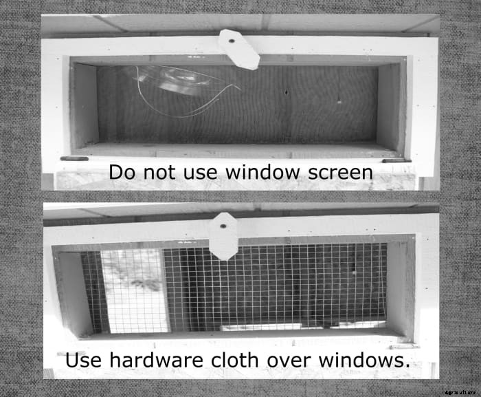 How to Make Your Chicken Coop Predator-Proof