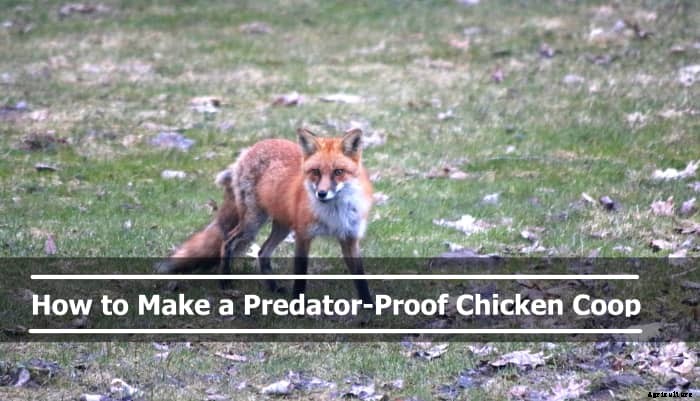 How to Make Your Chicken Coop Predator-Proof
