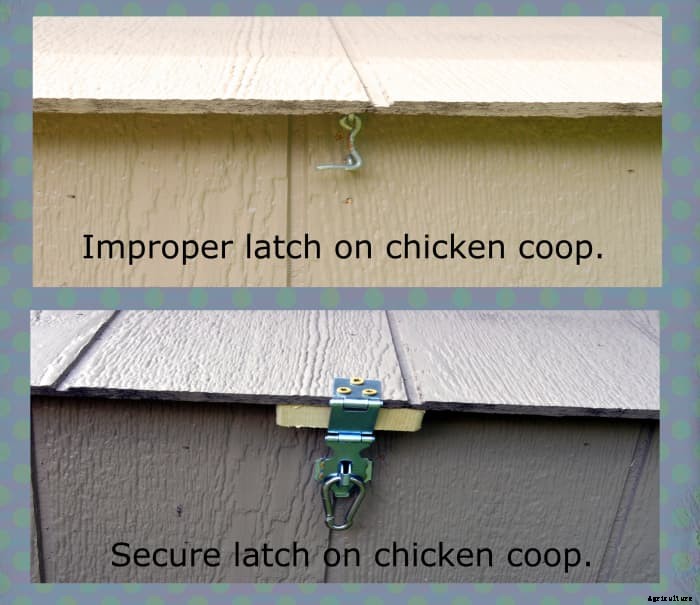 How to Make Your Chicken Coop Predator-Proof