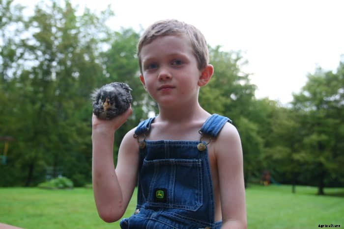 The Best Backyard Chicken Breeds