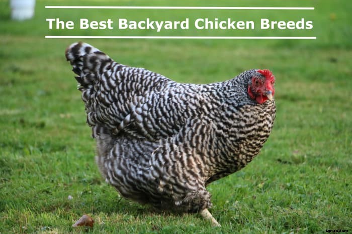 The Best Backyard Chicken Breeds