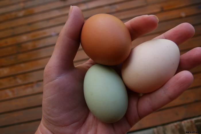 The Best Backyard Chicken Breeds