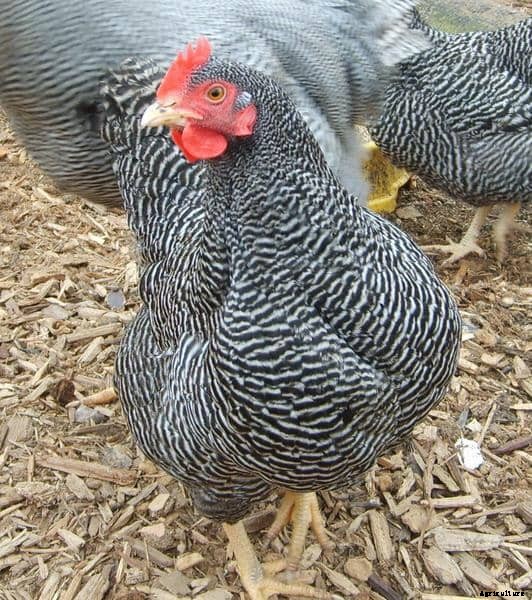 The Best 10 Dual-Purpose Chicken Breeds for Eggs and Meat