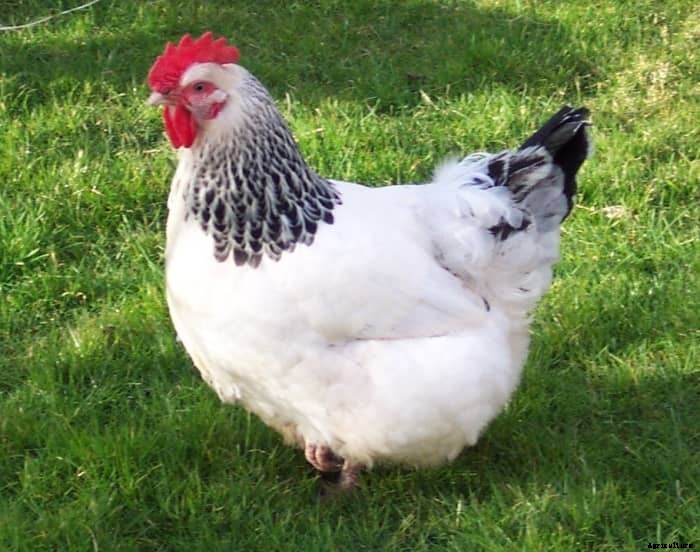 The Best 10 Dual-Purpose Chicken Breeds for Eggs and Meat