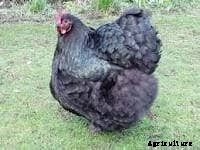 The Best 10 Dual-Purpose Chicken Breeds for Eggs and Meat