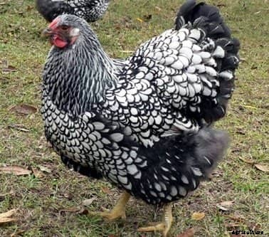 The Best 10 Dual-Purpose Chicken Breeds for Eggs and Meat