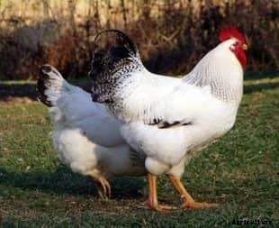 The Best 10 Dual-Purpose Chicken Breeds for Eggs and Meat
