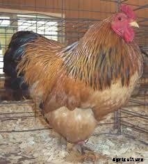 The Best 10 Dual-Purpose Chicken Breeds for Eggs and Meat