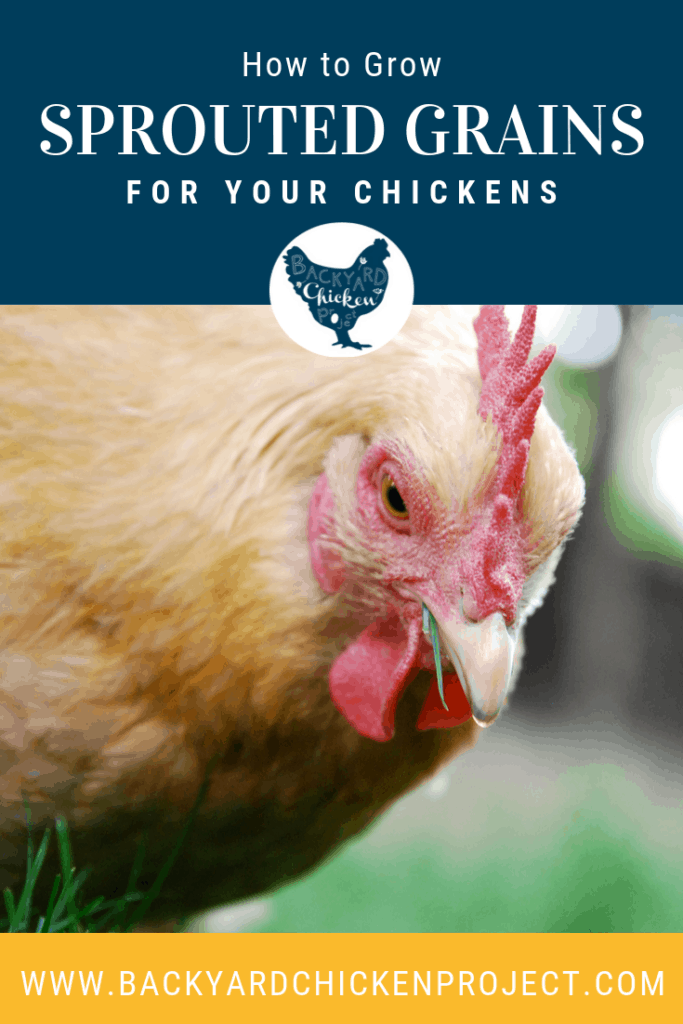 How to make Fodder/Sprouted Grains for Your Chickens
