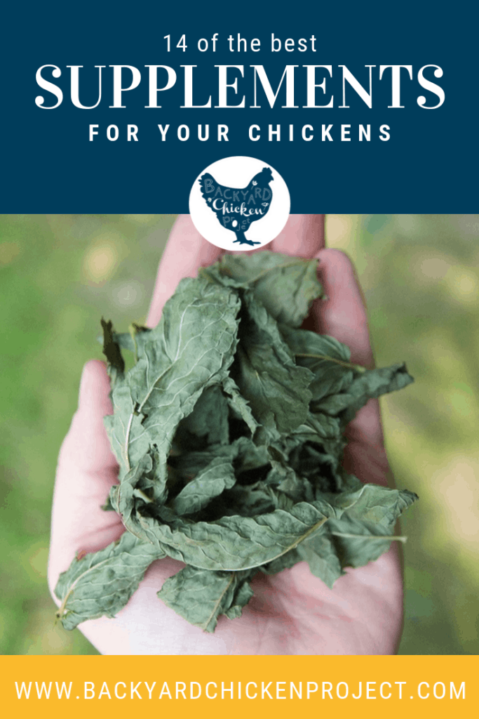 14 Chicken Supplements and How They Can Help!
