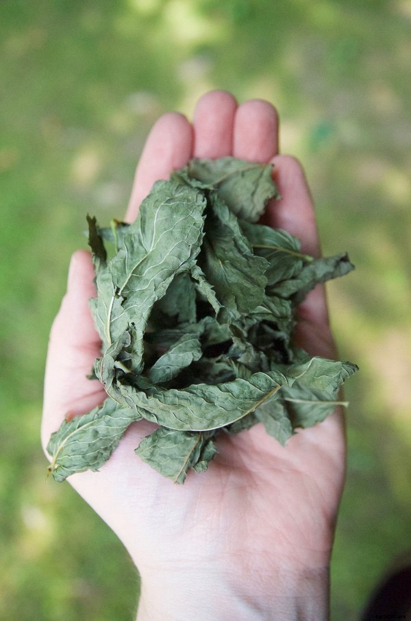 14 Chicken Supplements and How They Can Help!