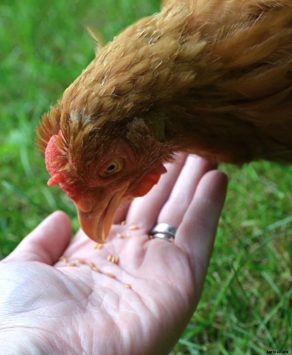 14 Chicken Supplements and How They Can Help!