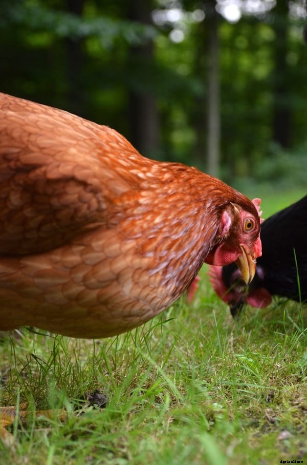 20 Healthy Chicken Treats