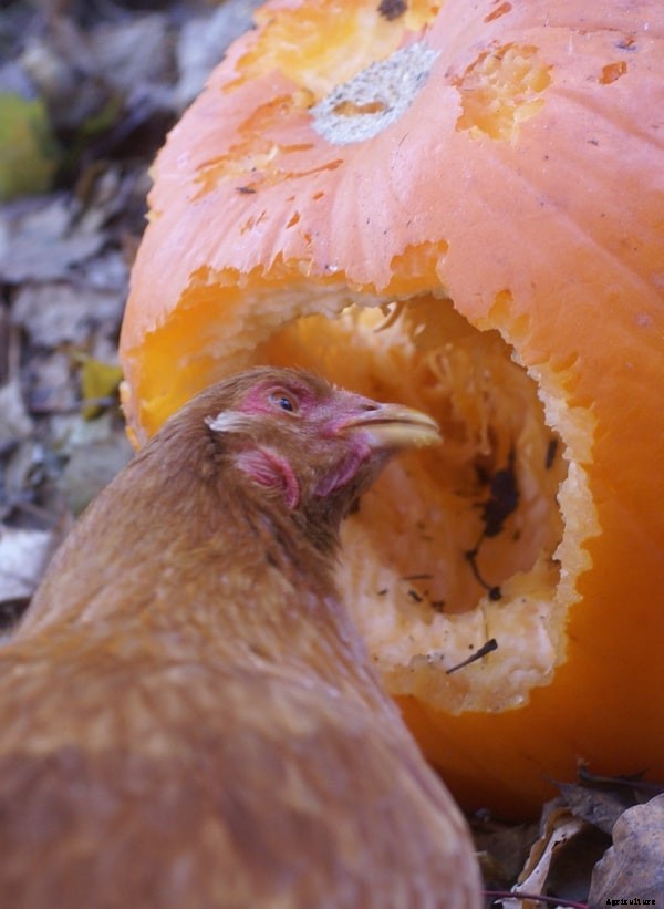 20 Healthy Chicken Treats