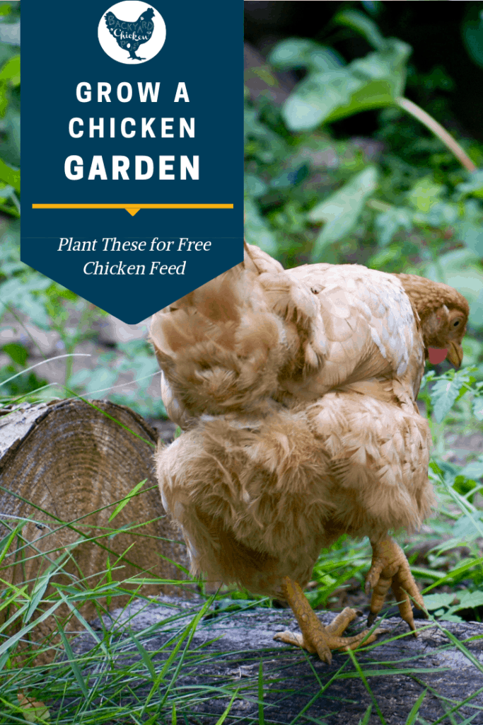 Grow a Chicken Garden: Plant These for Free Chicken Feed
