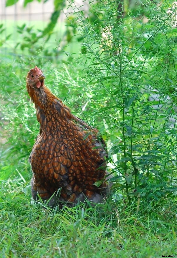 Grow a Chicken Garden: Plant These for Free Chicken Feed