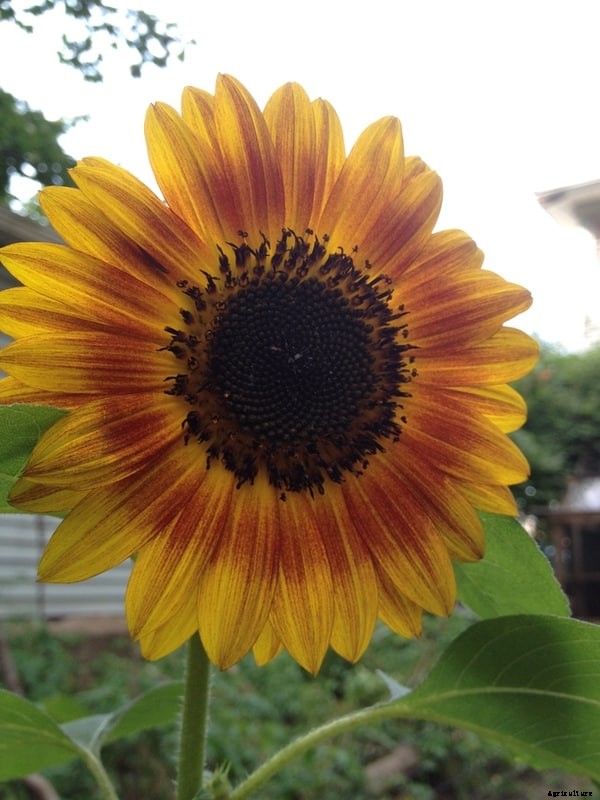 Grow a Chicken Garden: Plant These for Free Chicken Feed