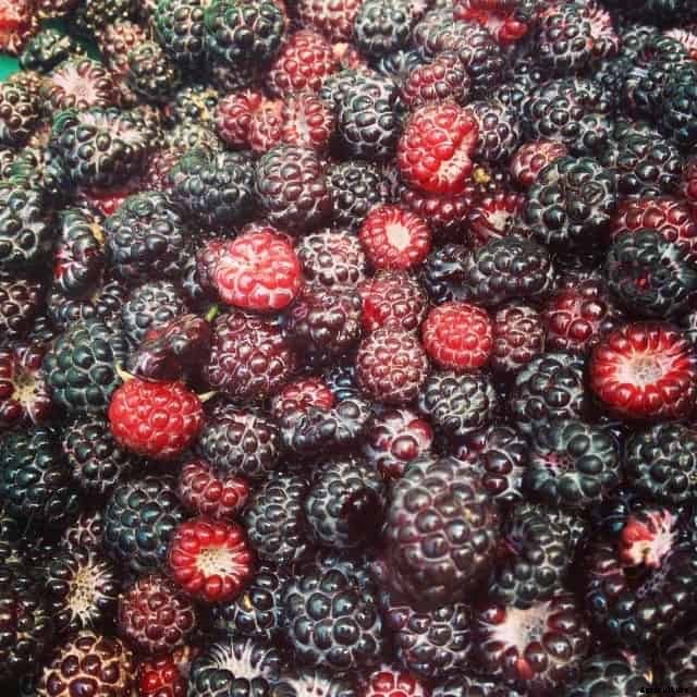 Grow a Chicken Garden: Plant These for Free Chicken Feed