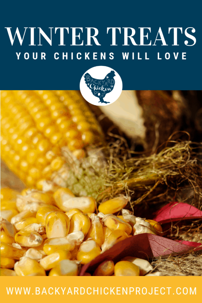 Hearty Winter Chicken Feed Ideas