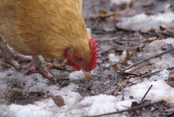 Hearty Winter Chicken Feed Ideas