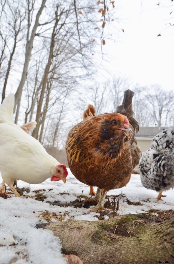 Hearty Winter Chicken Feed Ideas