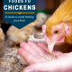 What Not to Feed Chickens: 33 Foods to Avoid