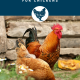 What Not to Feed Chickens: 33 Foods to Avoid