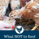 What Not to Feed Chickens: 33 Foods to Avoid