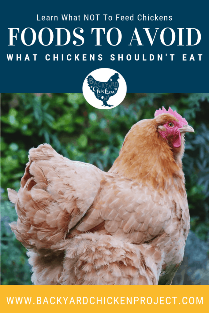 What Not to Feed Chickens: 33 Foods to Avoid