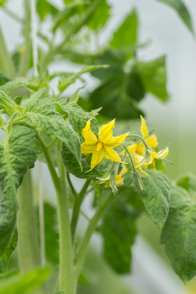 What Not to Feed Chickens: 33 Foods to Avoid