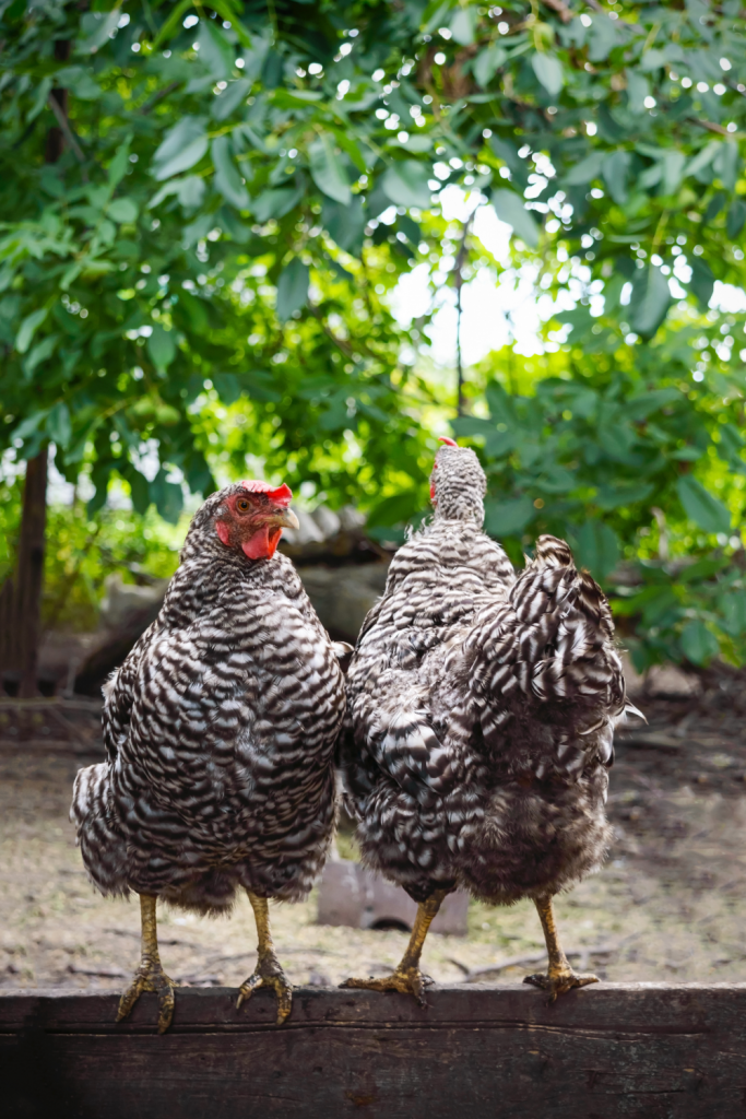 What Not to Feed Chickens: 33 Foods to Avoid