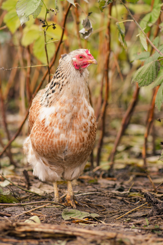 What Not to Feed Chickens: 33 Foods to Avoid
