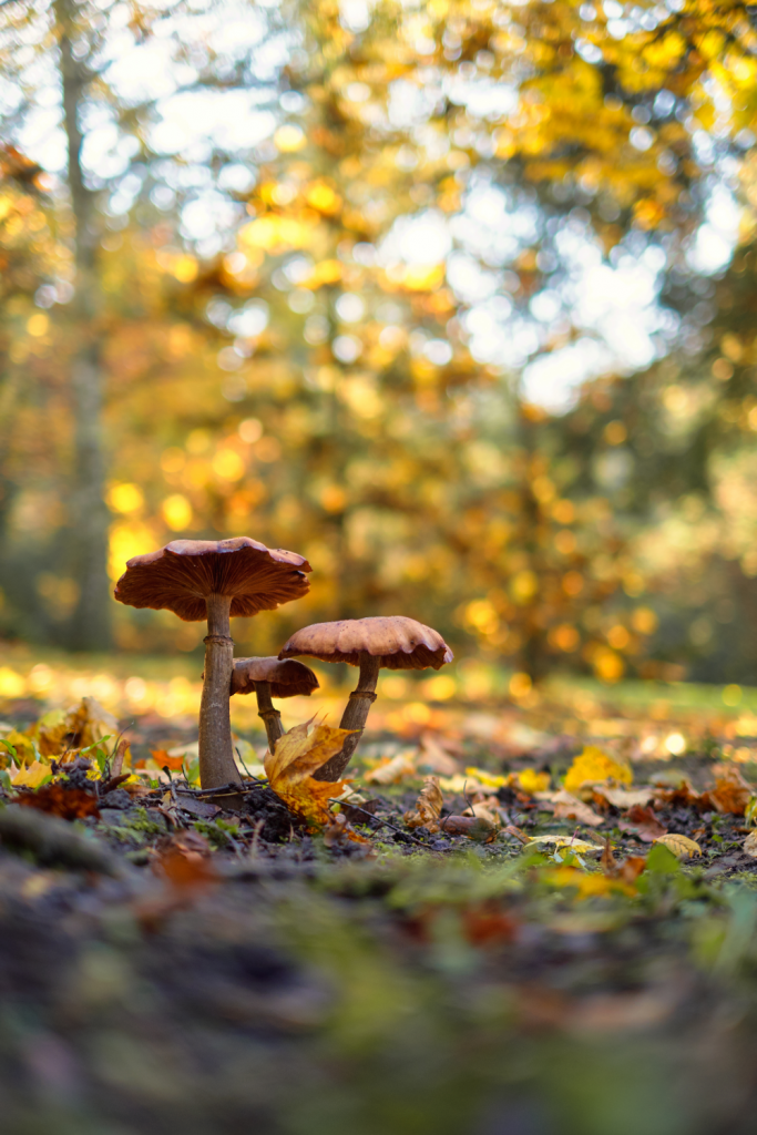 What Not to Feed Chickens: 33 Foods to Avoid