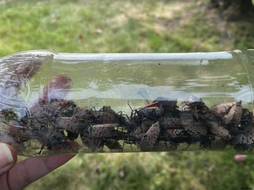 How to Get Rid of Spotted Lanternflies