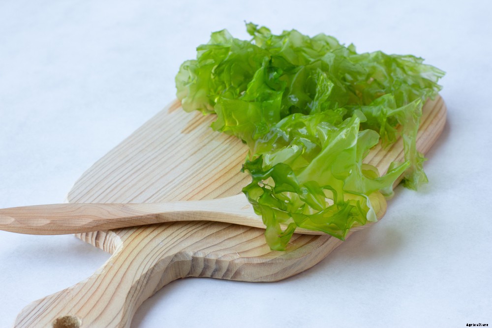 8 Sea Vegetables You Can Cook With