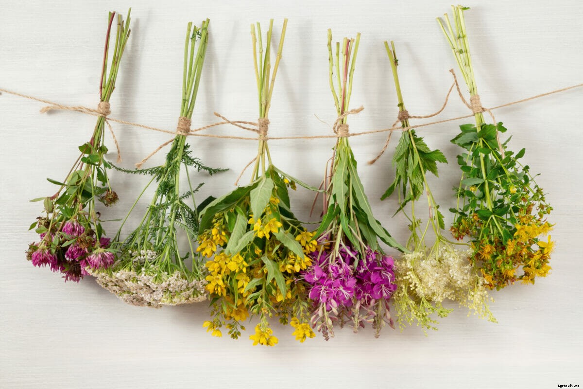 How to Preserve Your Own Flowers
