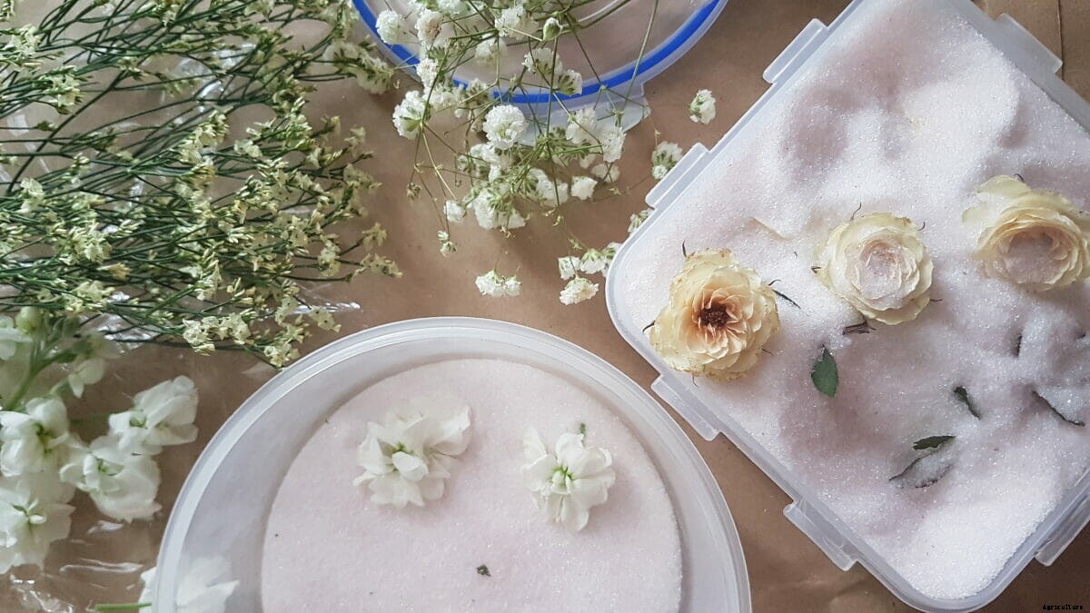 How to Preserve Your Own Flowers