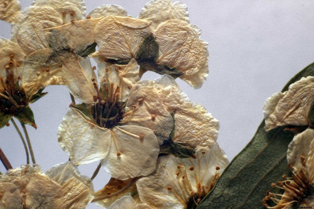 How to Preserve Your Own Flowers