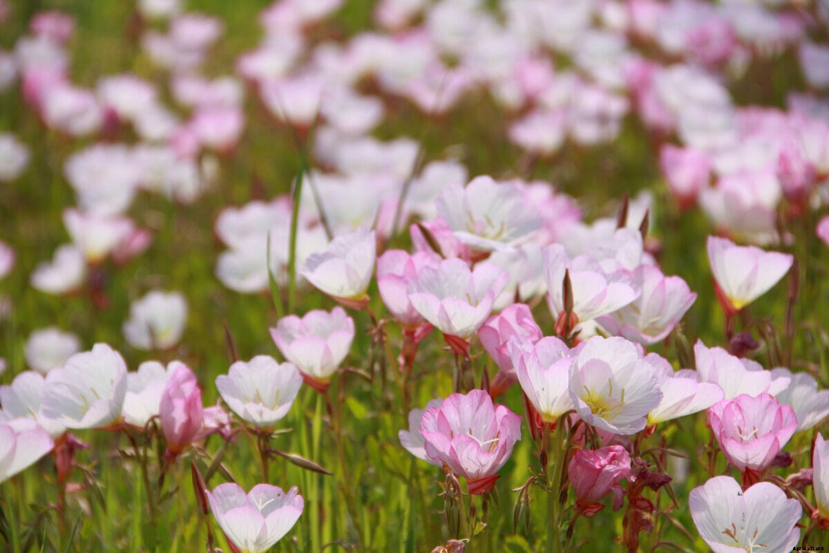How to Design a Moon Garden