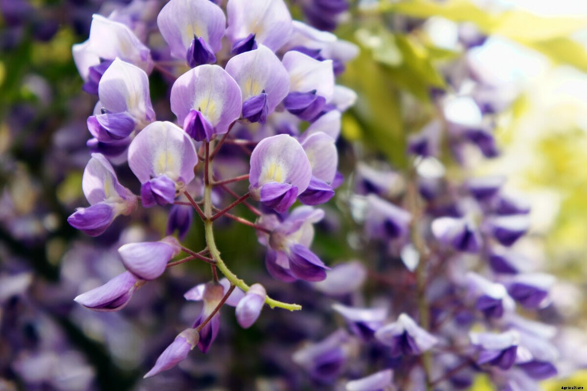 How to Design a Moon Garden