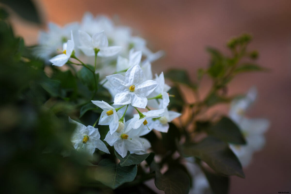 How to Design a Moon Garden