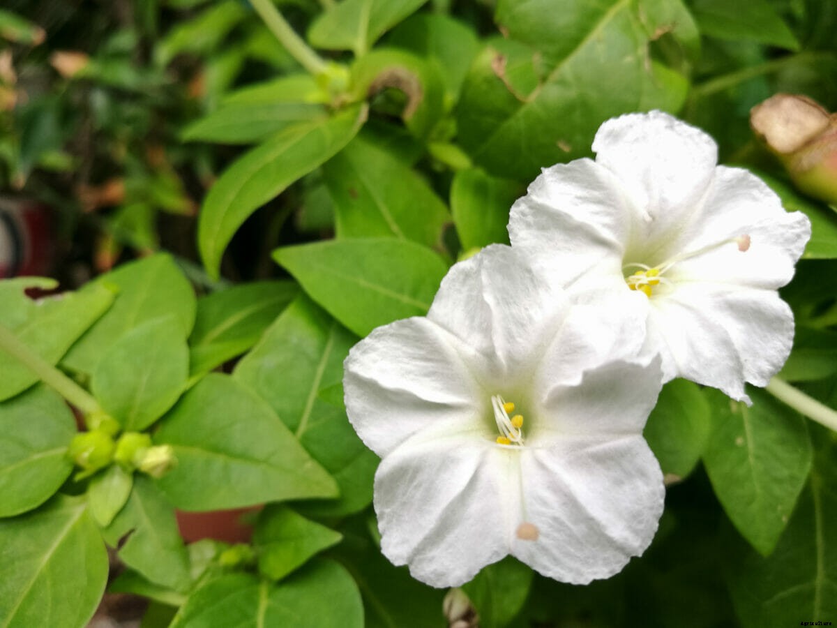 How to Design a Moon Garden