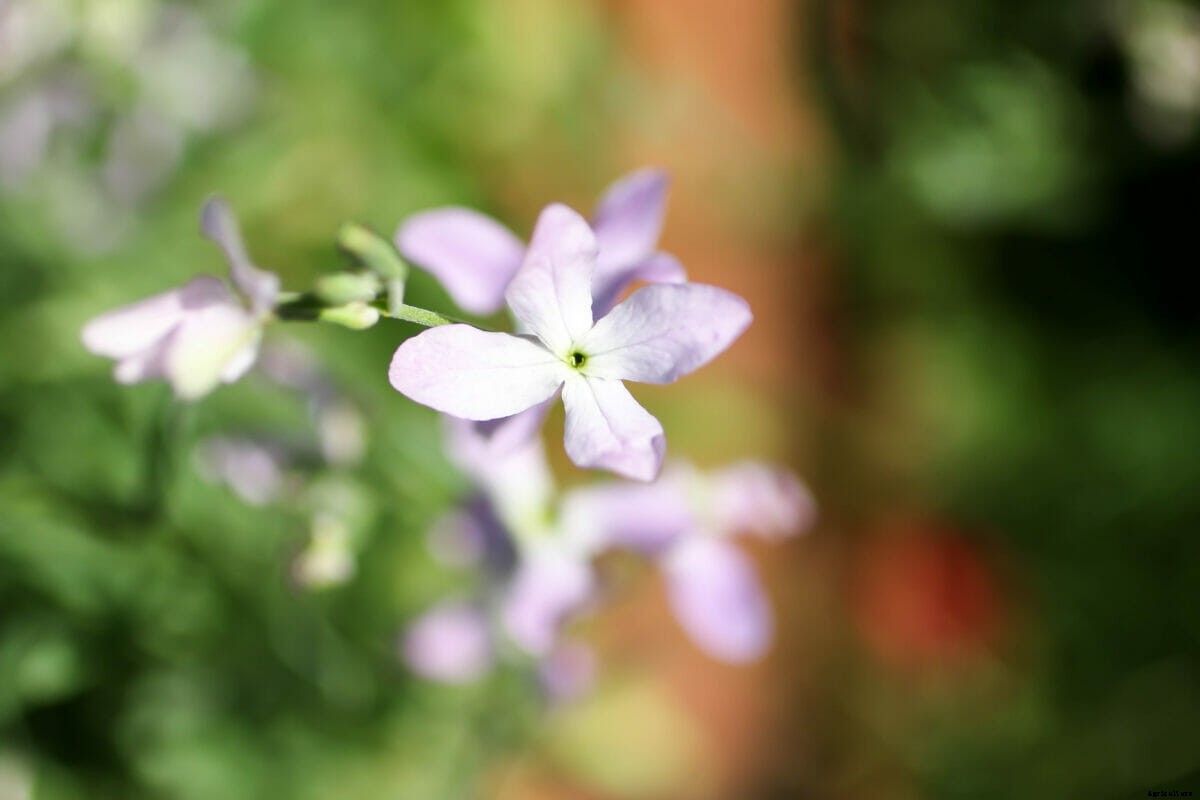 How to Design a Moon Garden