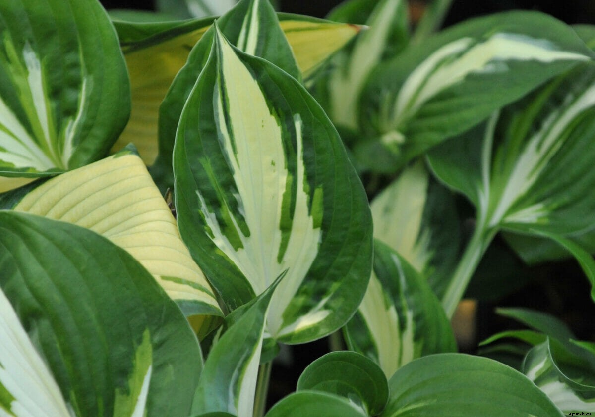 How to Design a Moon Garden