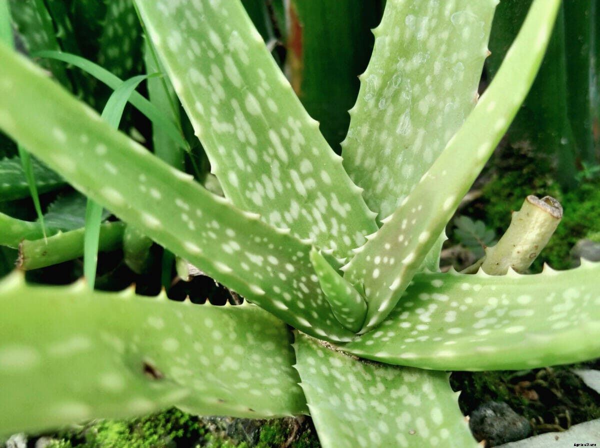 How to Design a Moon Garden